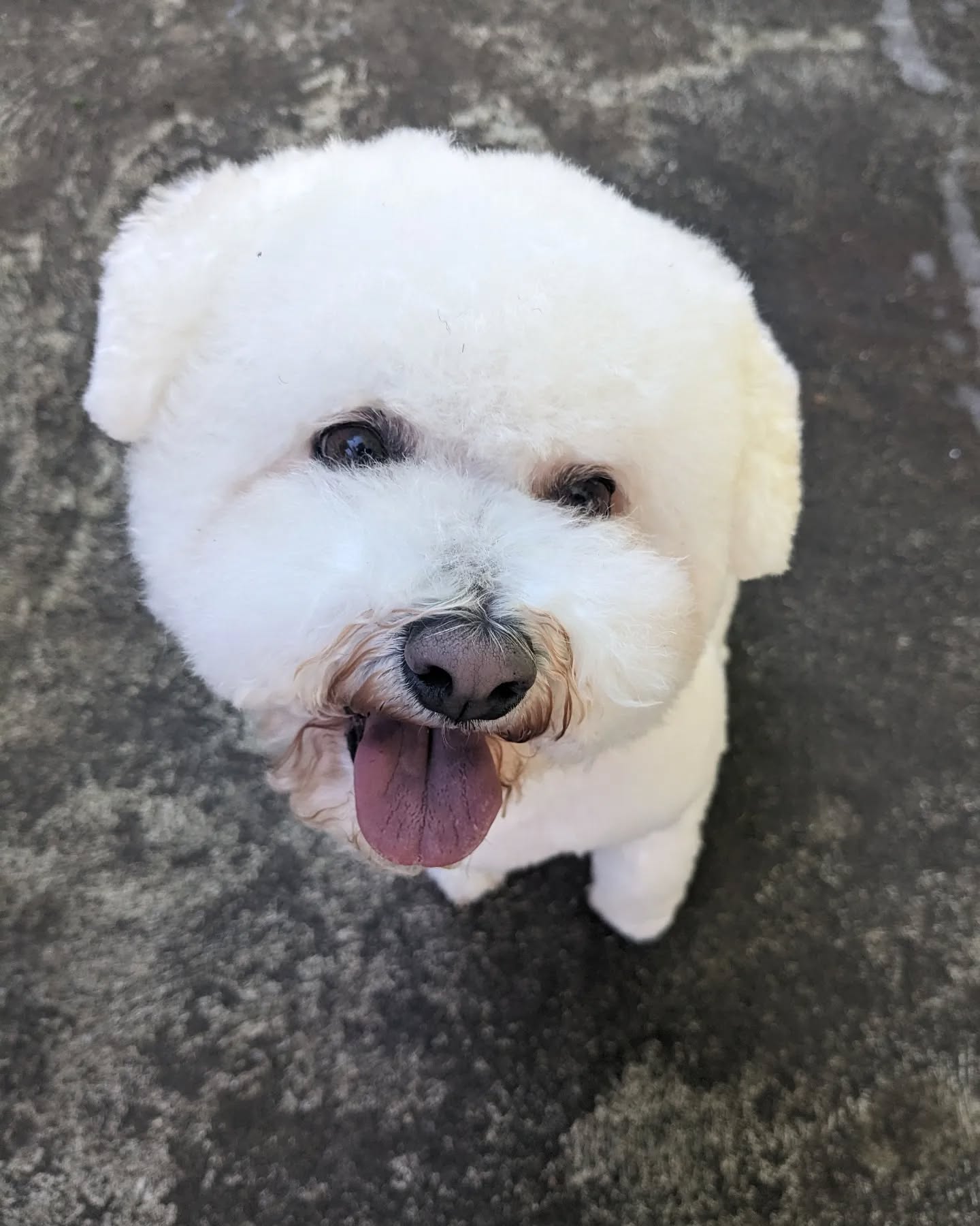 Sweetest little haircut on Miss McPupperson! @polarbearpetgrooming